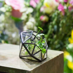 Handmade Mini Eight-surfaces Diamond Glass Geometric Terrarium ForFern Moss Ring Box -Glass Plant Store product image 379729151