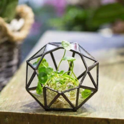 Handmade Mini Eight-surfaces Diamond Glass Geometric Terrarium ForFern Moss Ring Box -Glass Plant Store product image 379729153