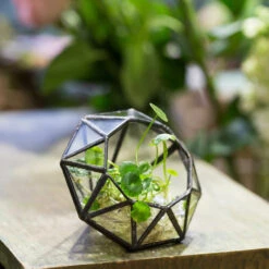 Handmade Mini Eight-surfaces Diamond Glass Geometric Terrarium ForFern Moss Ring Box -Glass Plant Store product image 379729155
