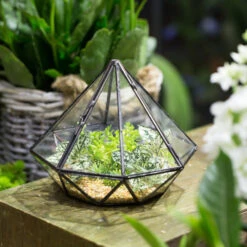 Handmade Diamond Black Glass Geometric Terrarium With Door For Succulents Moss Airplants 13 Handmade Diamond Black Glass Geometric Terrarium With Door For Succulents Moss Airplants -Glass Plant Store product image 389524684