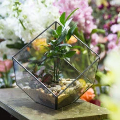 Handmade Cube Black Glass Geometric Terrarium Container For Moss Fen Succulents 15 Handmade Cube Black Glass Geometric Terrarium Container For Moss Fen Succulents -Glass Plant Store product image 462966531