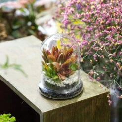 Blown 2 Piece Glass Cloche Dome Cover Terrarium Container With Without Airhole For Venus Flytrap 20 Blown 2 Piece Glass Cloche Dome Cover Terrarium Container With Without Airhole For Venus Flytrap -Glass Plant Store product image 471638619