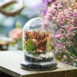 Blown 2 Piece Glass Cloche Dome Cover Terrarium Container With Without Airhole For Venus Flytrap 14 Blown 2 Piece Glass Cloche Dome Cover Terrarium Container With Without Airhole For Venus Flytrap -Glass Plant Store product image 471638621