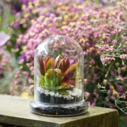 Blown 2 Piece Glass Cloche Dome Cover Terrarium Container With Without Airhole For Venus Flytrap 16 Blown 2 Piece Glass Cloche Dome Cover Terrarium Container With Without Airhole For Venus Flytrap -Glass Plant Store product image 471638633