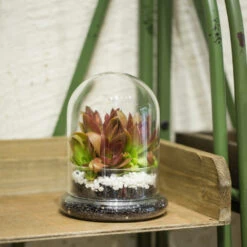 Blown 2 Piece Glass Cloche Dome Cover Terrarium Container With Without Airhole For Venus Flytrap 13 Blown 2 Piece Glass Cloche Dome Cover Terrarium Container With Without Airhole For Venus Flytrap -Glass Plant Store product image 471638634