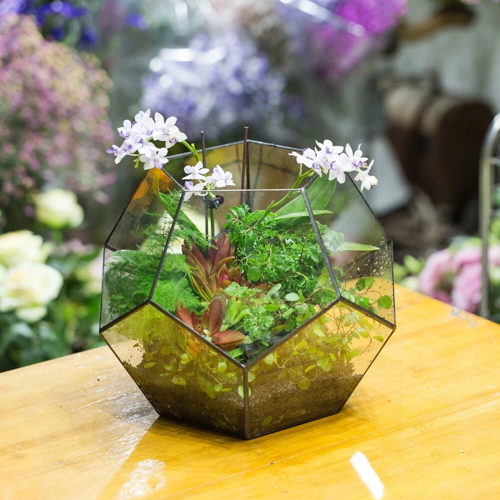 Handmade Extra Large Large Pentagon Glass Geometric Terrarium For Succulents Fern Moss Airplants 11 Handmade Extra Large Large Pentagon Glass Geometric Terrarium For Succulents Fern Moss Airplants - Image 11