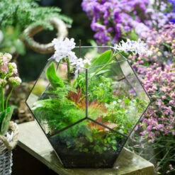 Handmade Extra Large Large Pentagon Glass Geometric Terrarium For Succulents Fern Moss Airplants 18 Handmade Extra Large Large Pentagon Glass Geometric Terrarium For Succulents Fern Moss Airplants -Glass Plant Store product image 534652728