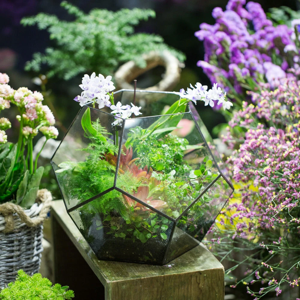 Handmade Extra Large Large Pentagon Glass Geometric Terrarium For Succulents Fern Moss Airplants 8 Handmade Extra Large Large Pentagon Glass Geometric Terrarium For Succulents Fern Moss Airplants - Image 8