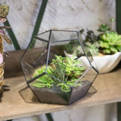 Handmade Silver Black Various Size Pentagon Glass Geometric Terrarium For Succulents Airplants Cacti -Glass Plant Store product image 573663912