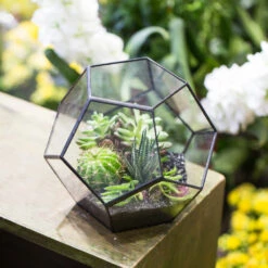 Handmade Silver Black Various Size Pentagon Glass Geometric Terrarium For Succulents Airplants Cacti -Glass Plant Store product image 573663927