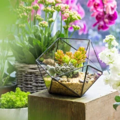 Handmade Bowl Shape Geometric Glass Terrarium For Garden Plants Succulents Moss Airplants -Glass Plant Store product image 575616797