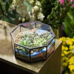 Handmade Regular Octagon Glass Geometric Terrarium For Succulent Decoration 13 Handmade Regular Octagon Glass Geometric Terrarium For Succulent Decoration -Glass Plant Store product image 606070219