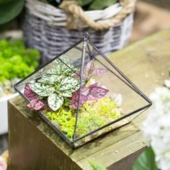 Handmade Black Vertebral Hanging Geometric Glass Terrarium For Succulent Fern Moss -Glass Plant Store product image 679267980