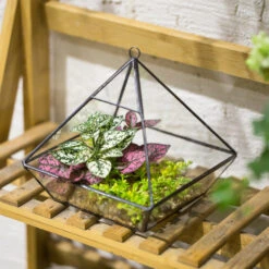 Handmade Black Vertebral Hanging Geometric Glass Terrarium For Succulent Fern Moss -Glass Plant Store product image 715714503