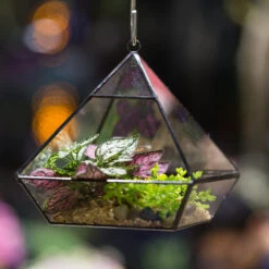 Handmade Black Vertebral Hanging Geometric Glass Terrarium For Succulent Fern Moss -Glass Plant Store product image 715714504