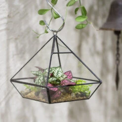 Handmade Black Vertebral Hanging Geometric Glass Terrarium For Succulent Fern Moss -Glass Plant Store product image 715714505