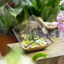 Handmade 10cm Inclined Cube Vase Glass Geometric Terrarium Tabletop Flowerpot For Garden Succulents 16 Handmade 10cm Inclined Cube Vase Glass Geometric Terrarium Tabletop Flowerpot For Garden Succulents -Glass Plant Store product image 739086377