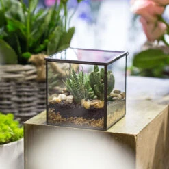 Handmade Square Glass Geometric Terrarium Box With Lid For Succulents Fern Moss 20 Handmade Square Glass Geometric Terrarium Box With Lid For Succulents Fern Moss -Glass Plant Store product image 840581446