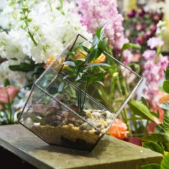 Handmade Cube Black Glass Geometric Terrarium Container For Moss Fen Succulents 20 Handmade Cube Black Glass Geometric Terrarium Container For Moss Fen Succulents -Glass Plant Store product image 857903357